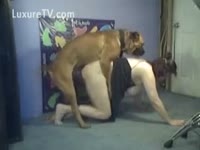 Zoophilia Sex - Brown pit bull rides a cougar's cunt gap